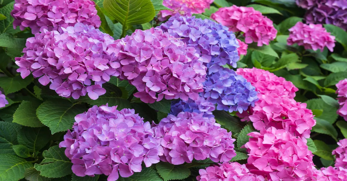 Hydrangeas (How to Plant, Grow & Care for) GIY Plants