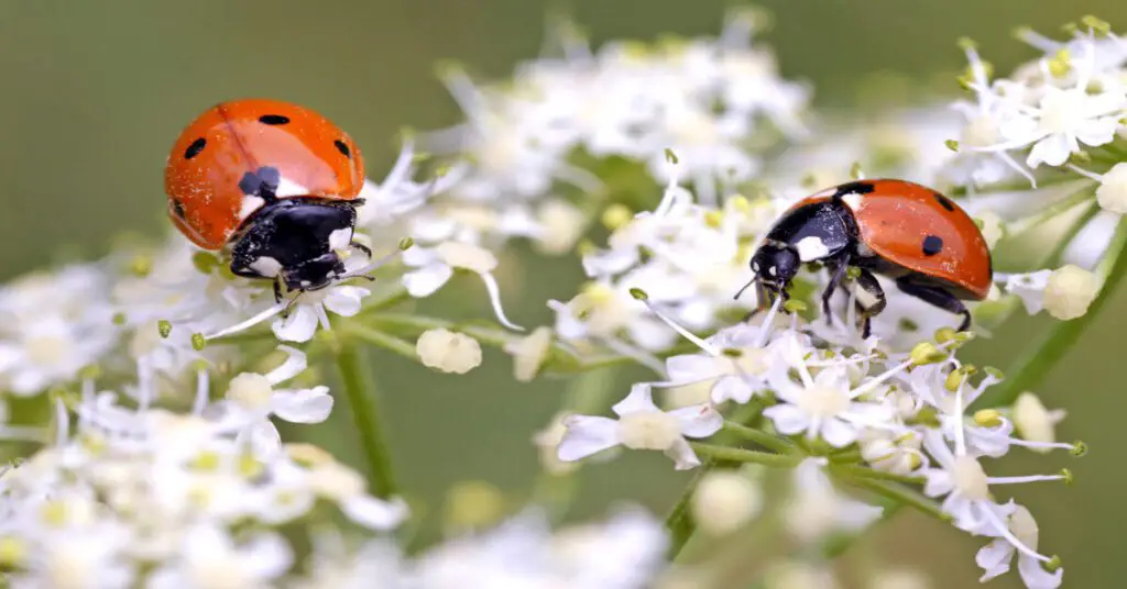 Two ladybugs on white flowers