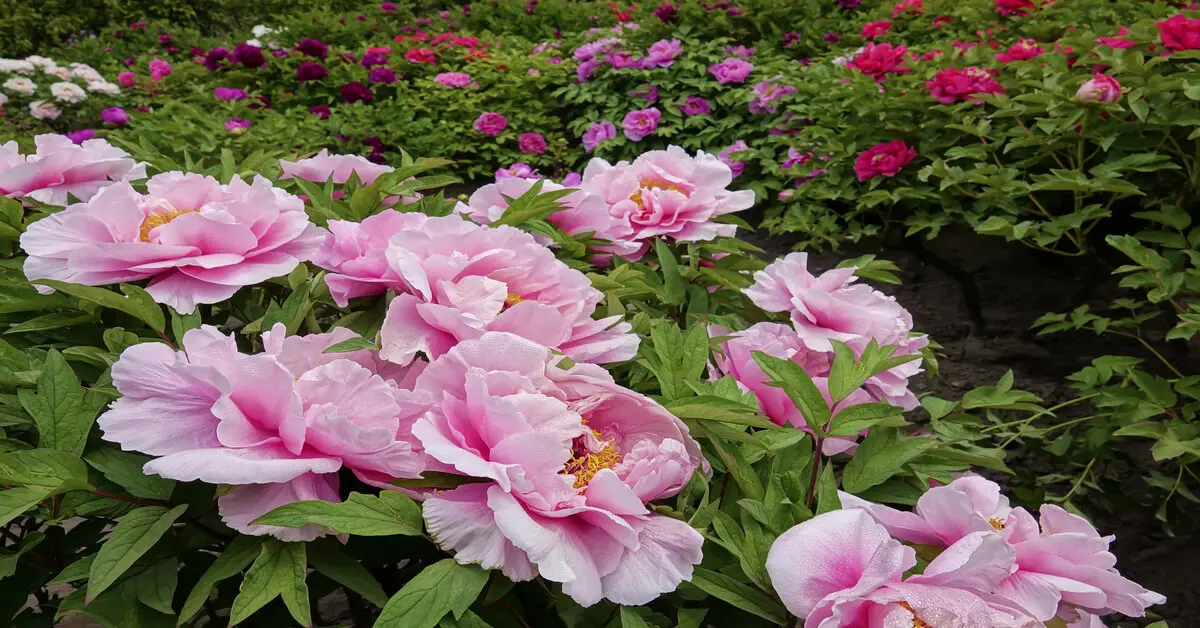 Peony (Guide to Growing & Caring for Peonies) GIY Plants