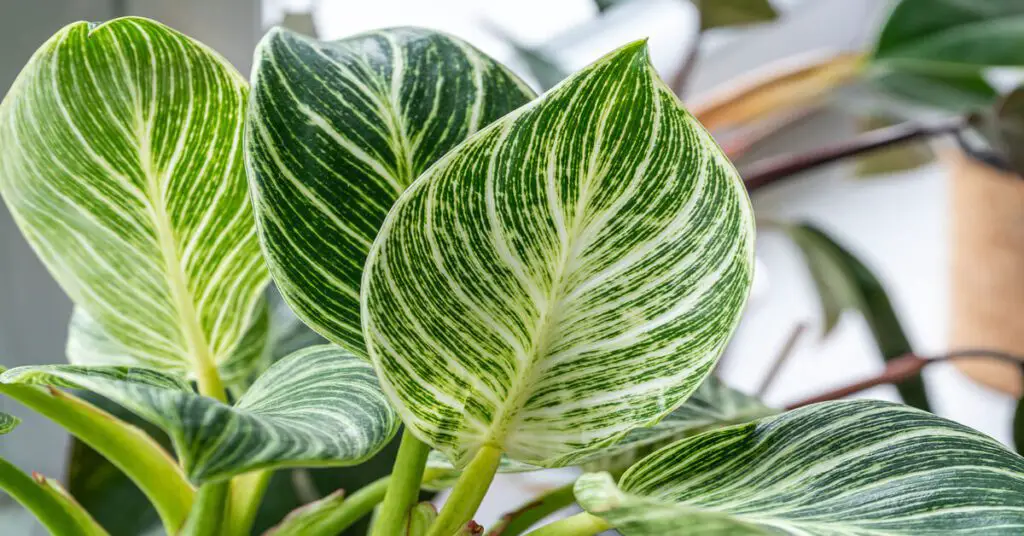 Close up of philodendron birkin plant