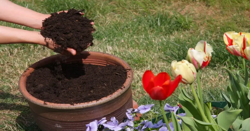 Topsoil vs Potting Soil GIY Plants