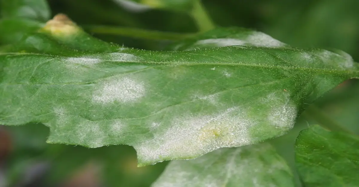 Powdery mildew on leaves of a tomato plant