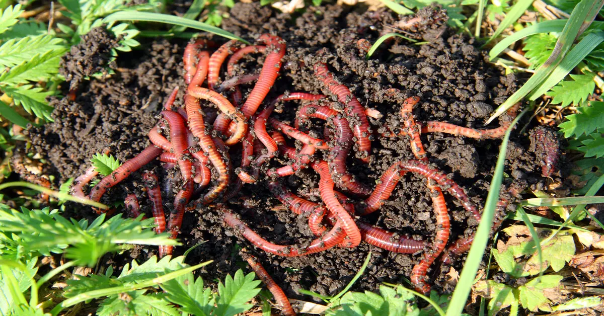 Red wigglers used in worm composting