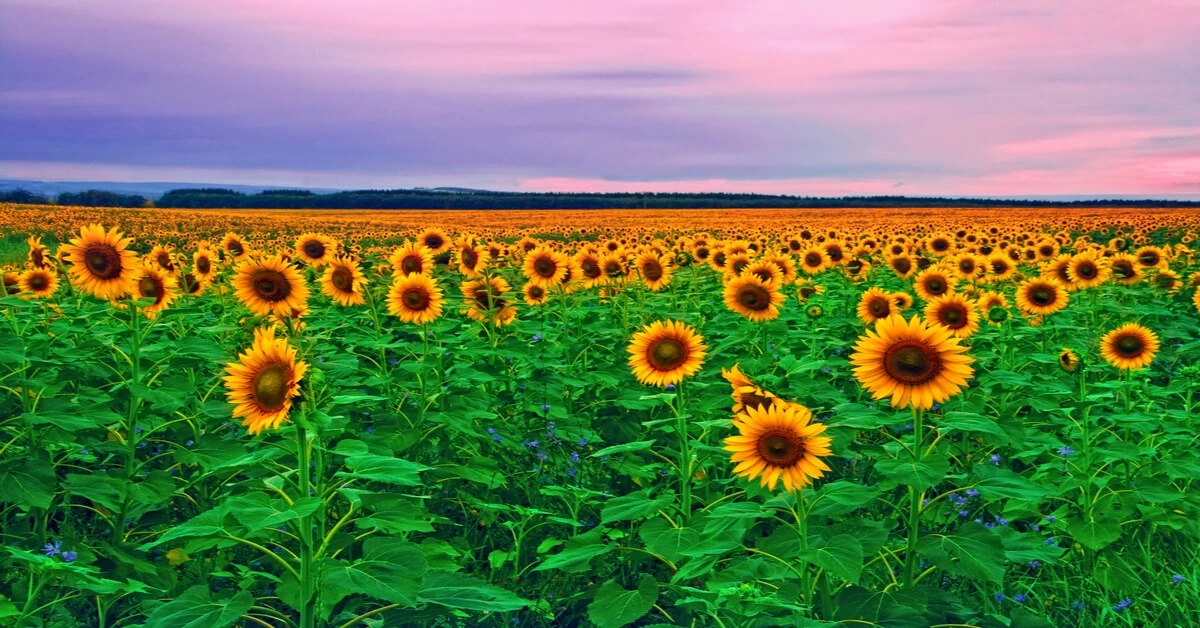 Sunflower How to Grow & Care for Sunflowers GIY Plants