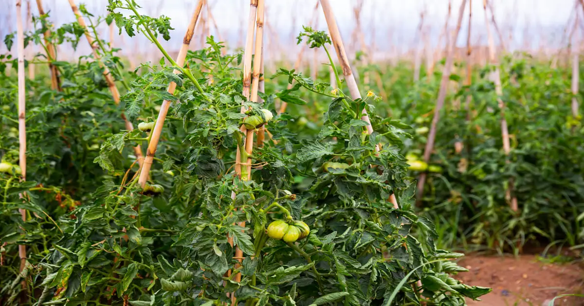 Tomato plant spacing when using structures