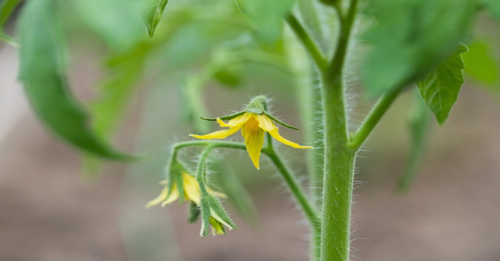 Tomato flowers berfore blossom drop