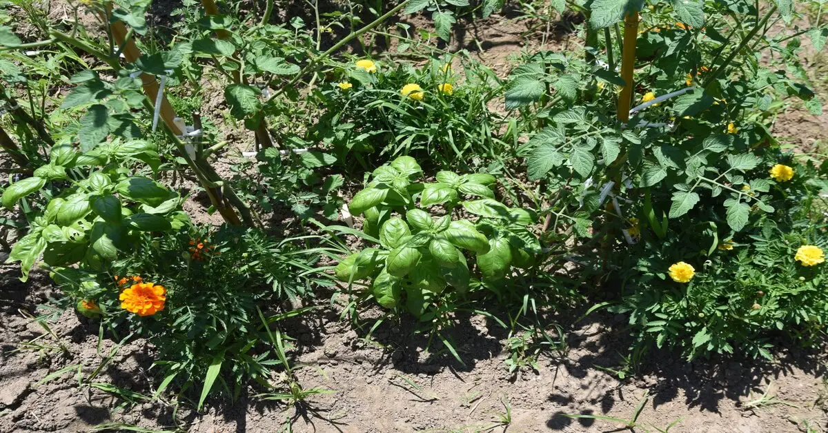 Image of Gooseberry sawfly companion planting with onions and garlic
