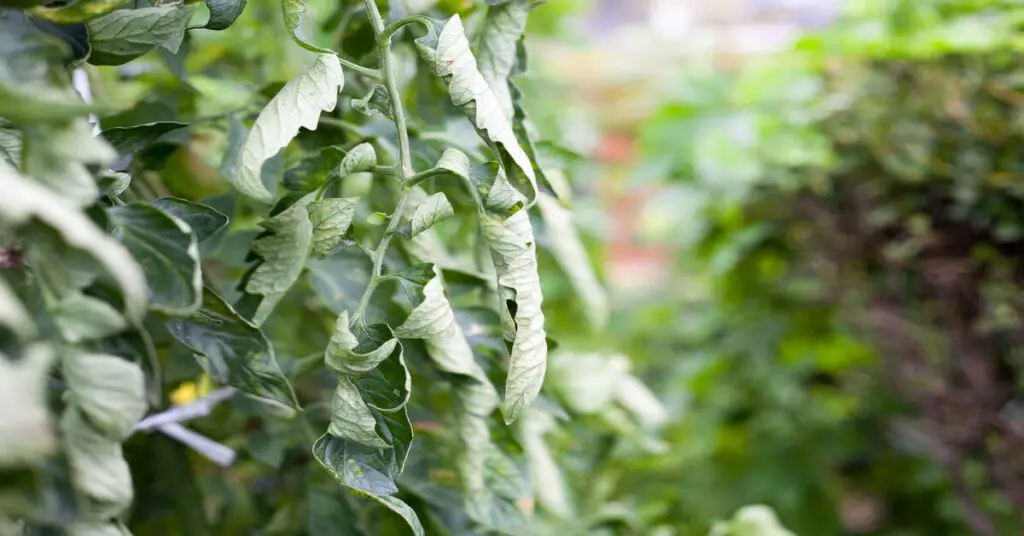 Tomato leaves curling on plant