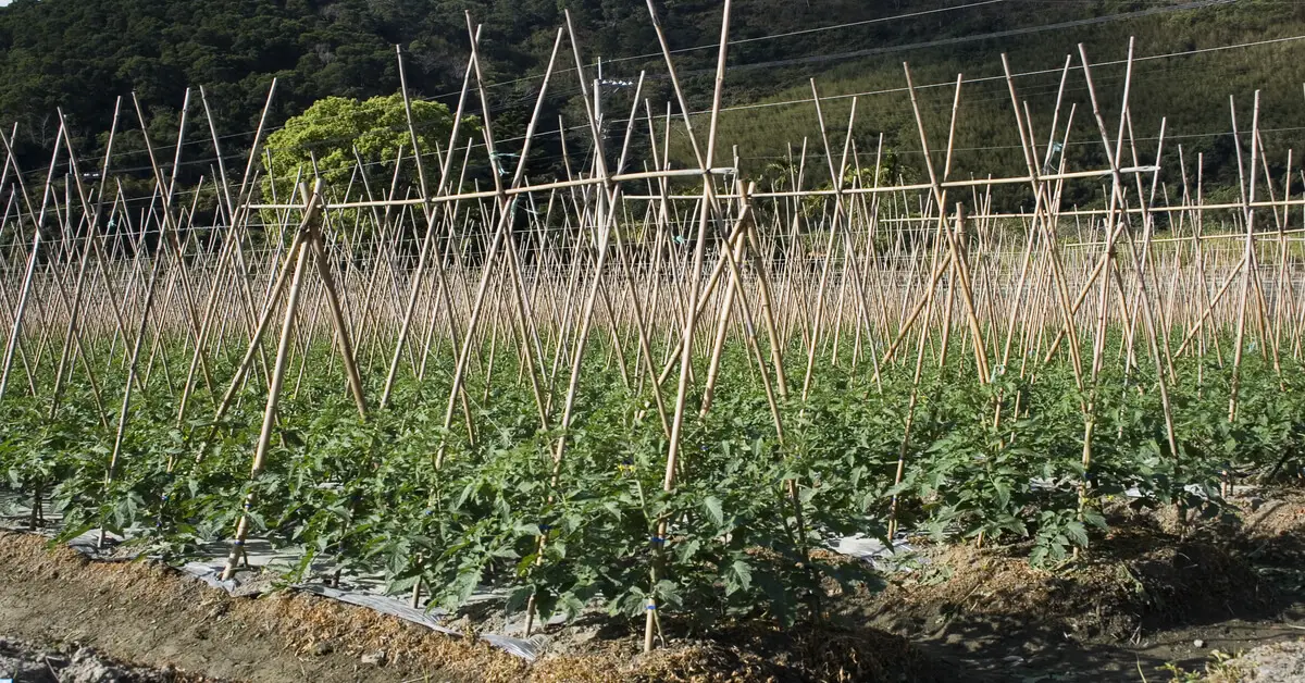 Tomato plants in garden supported