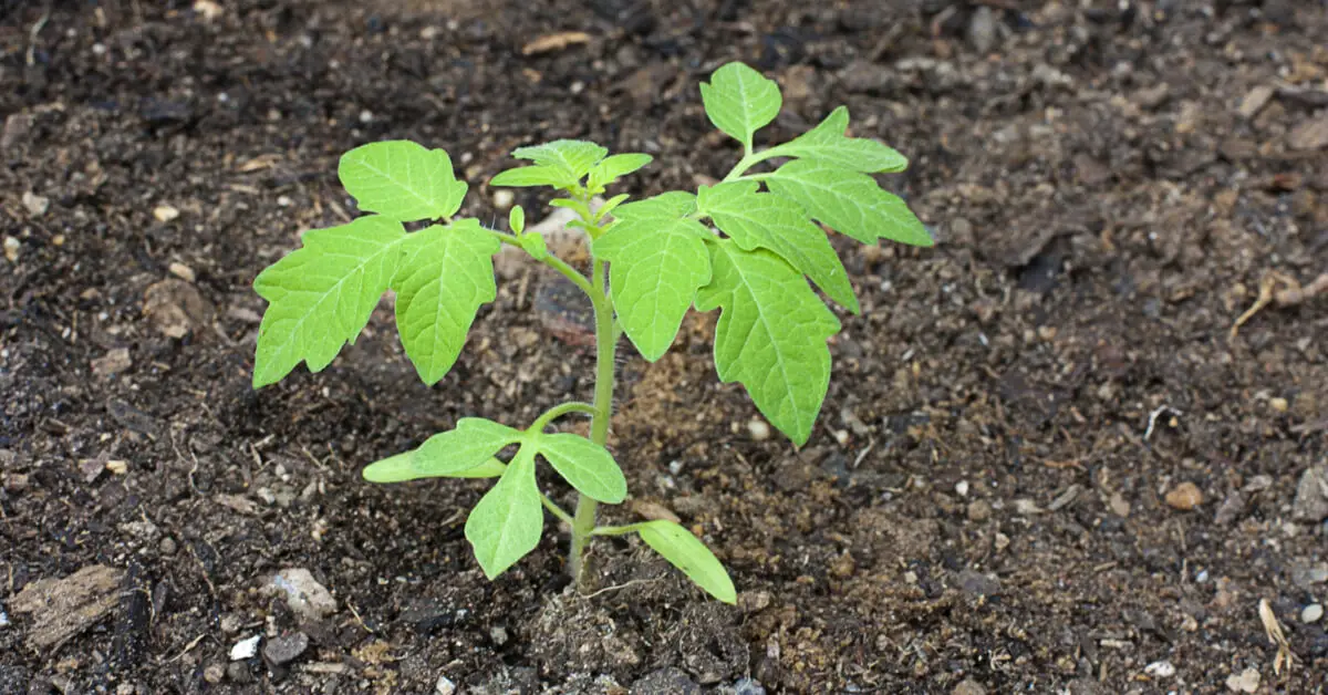 Tomato seedling planted in ground