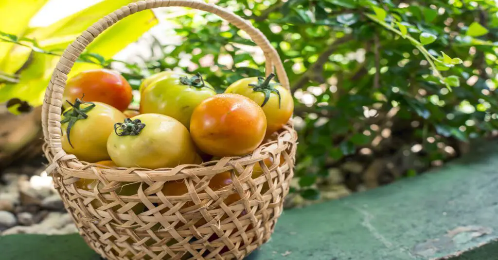 Tomatoes not turning red in wicker basket