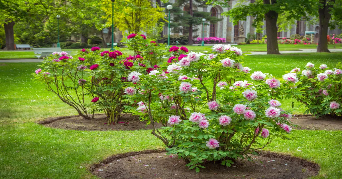 Different types of peonies trees in yard