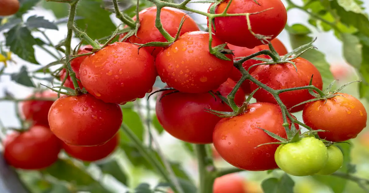 Cherry type of tomato plant