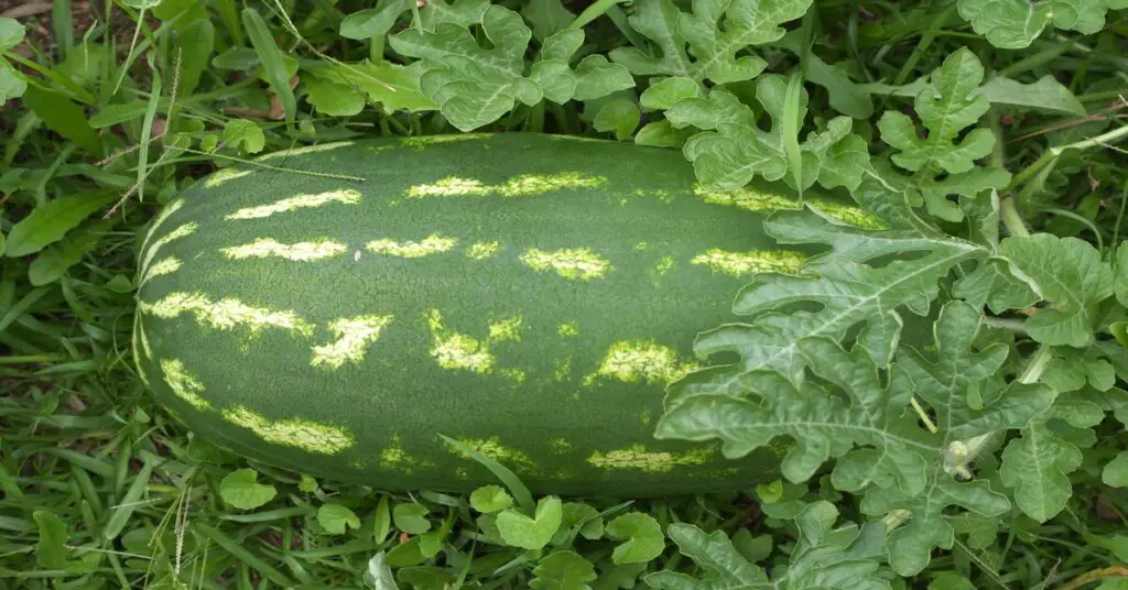 Watermelon growing on the vine