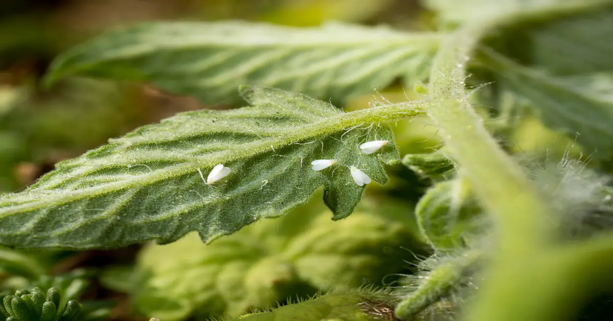Whiteflies eating on tomato leaves that can cause disease
