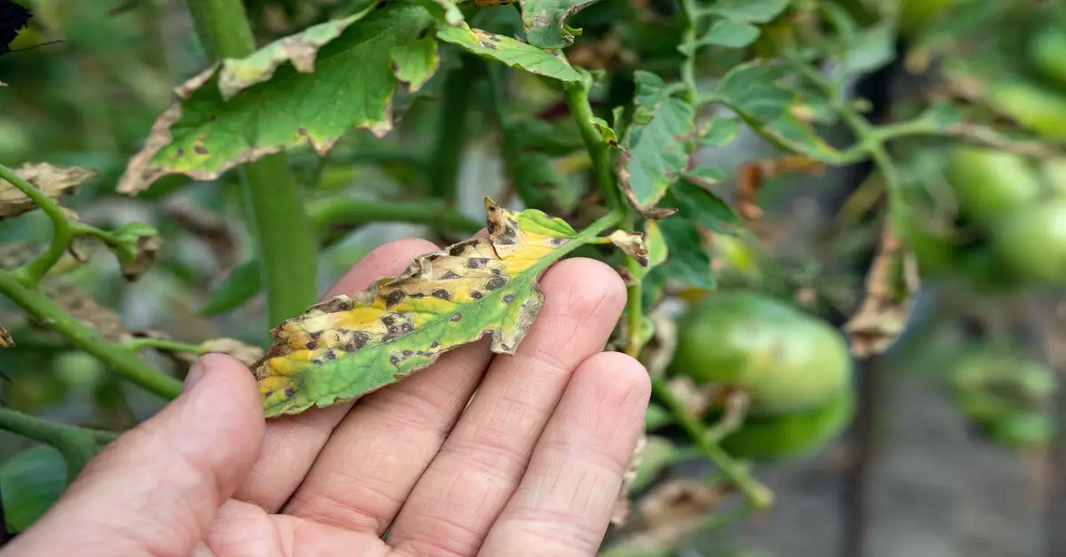 Septoria leaf spot disease on tomato plant leaves