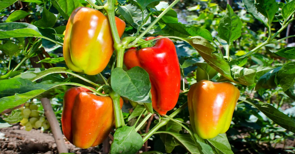 Bell peppers growing on plant in garden