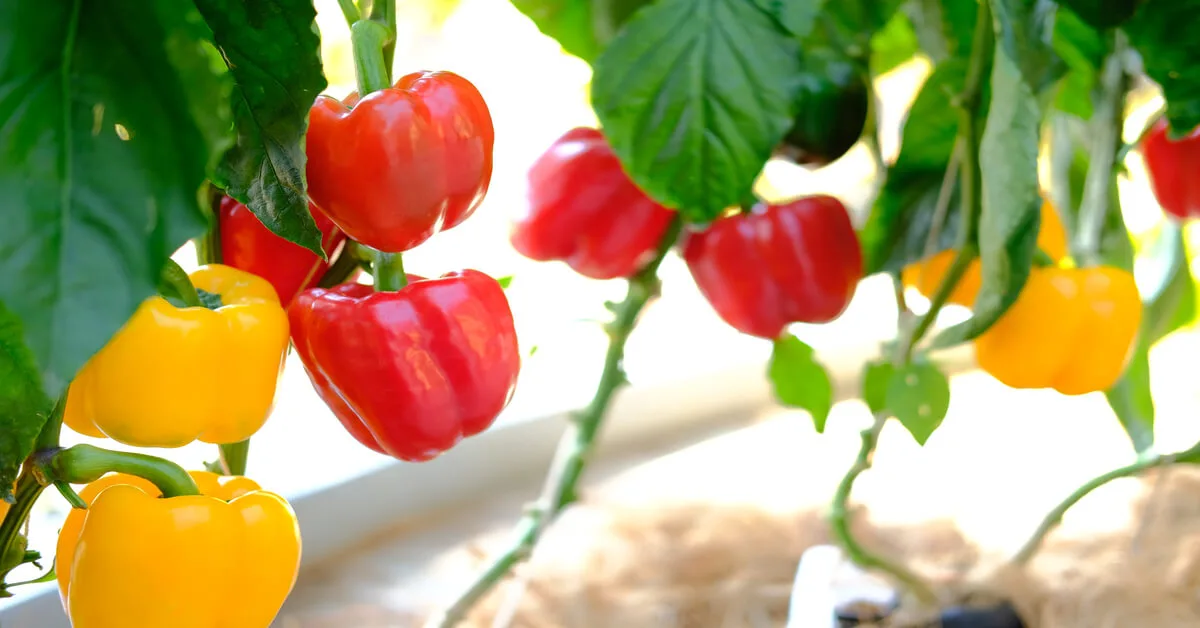 How to Grow and Care for Bell Peppers (Capsicum annuum)