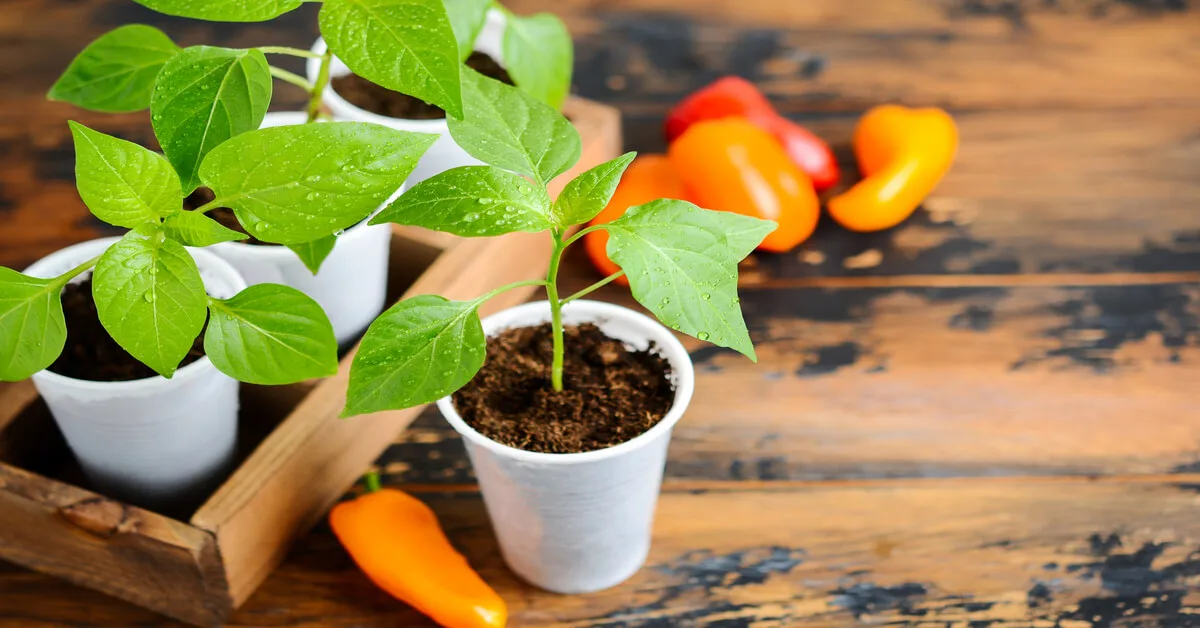 Capsicum annuum plant stages