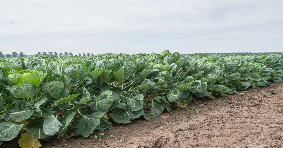 Caring for Brussels Sprout plants in field