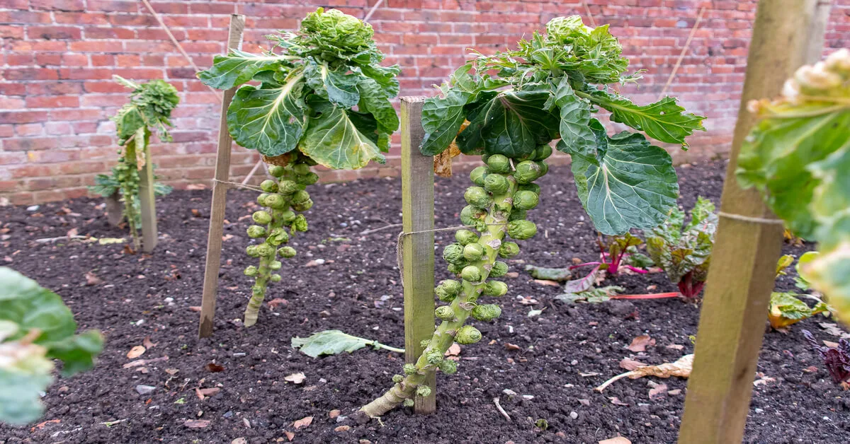 Brussels sprout plants in the harvesting stage in garden