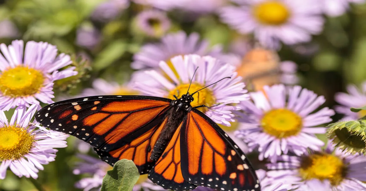 What is a pollinator garden