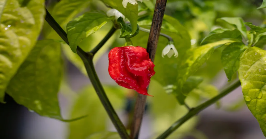 Carolina reaper pepper on the plant