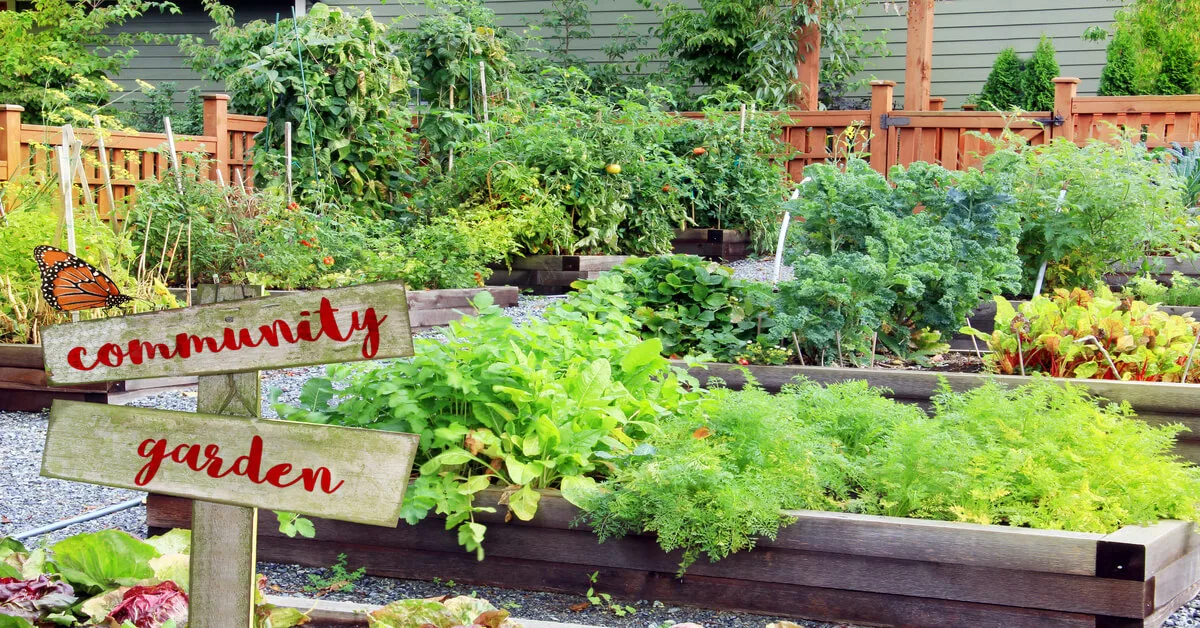 Community garden as an urban horticulture solution.