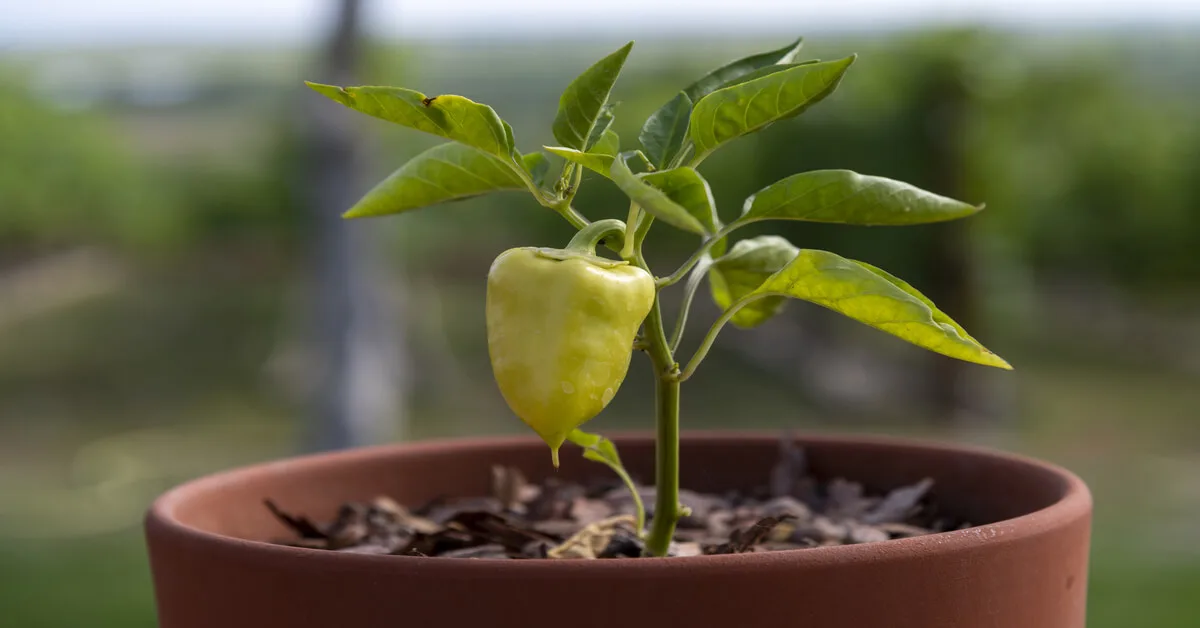 Bell pepper plnat growing in a pot