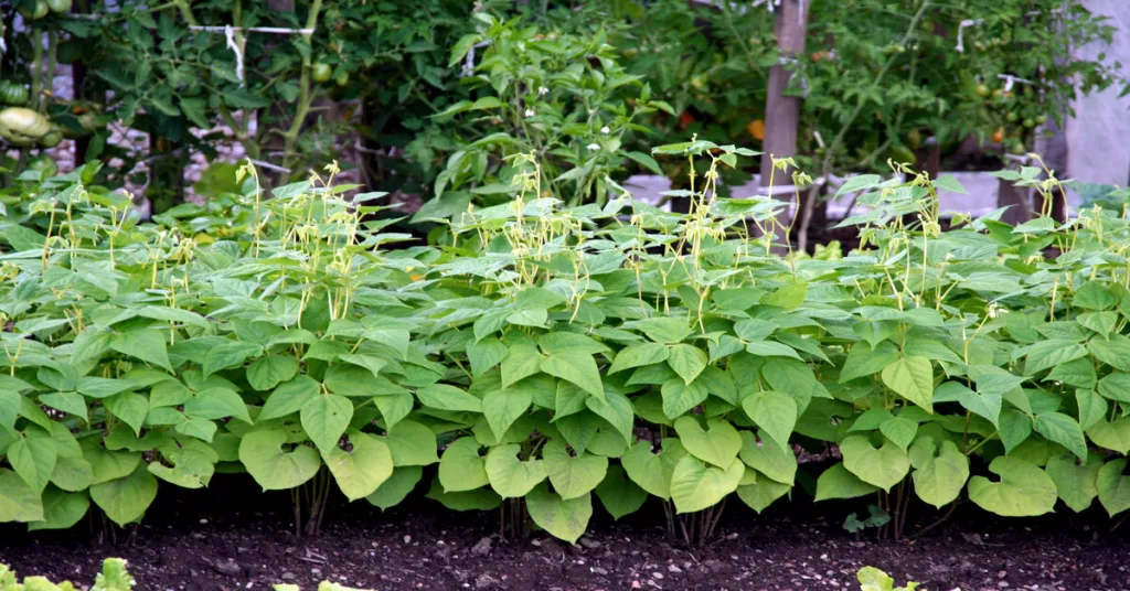 Green bean plants growing in the garden