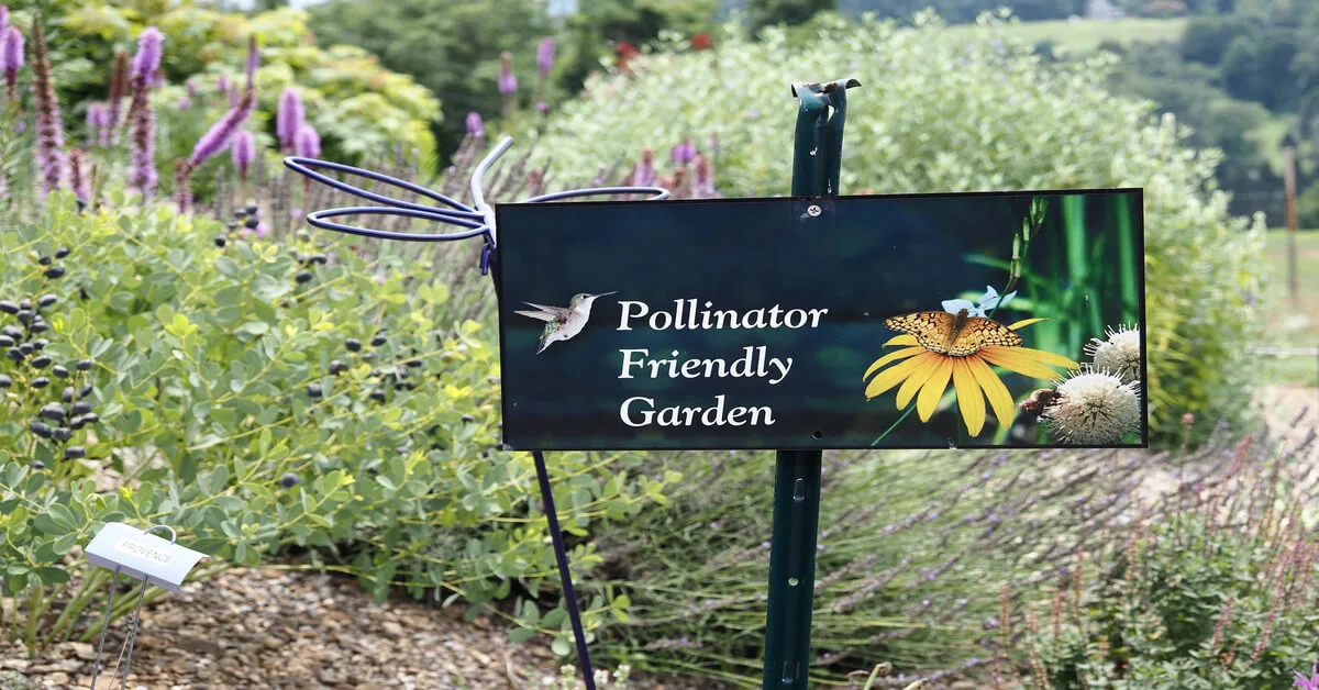 Steps on how to create a pollinator garden