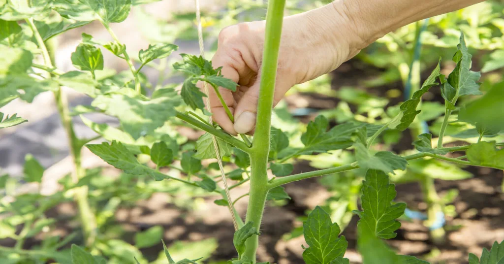 Person pruning tomato suckers off plant