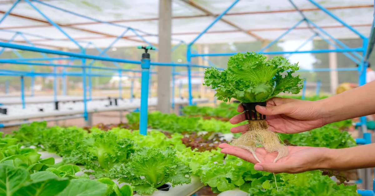 Lettuce being grown with hydroponics