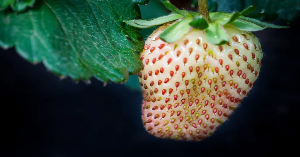 White strawberries growing on plant