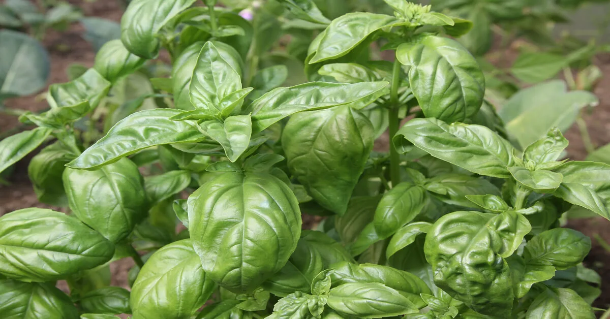 Basil herb plant care