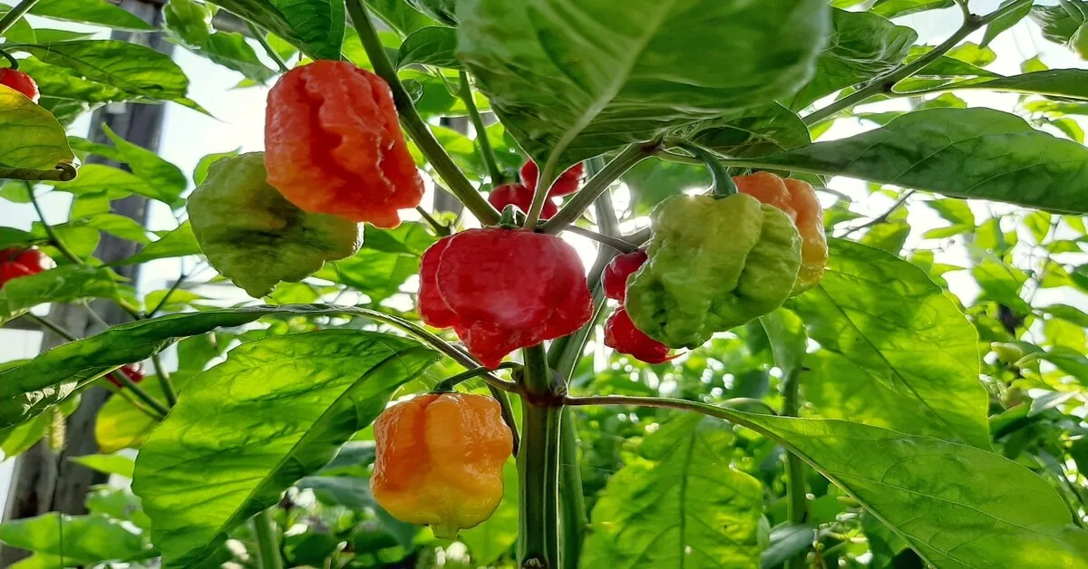 Carolina reaper pepper plant stages