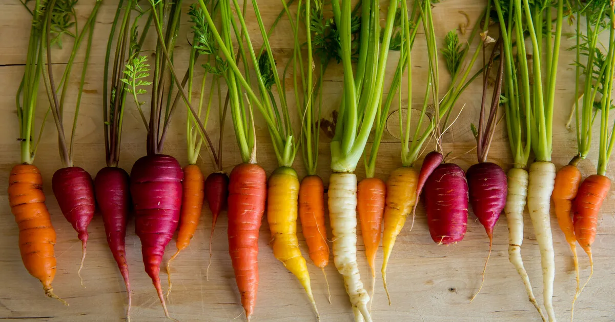 Carrot varieties of red, purple, yellow, white and orange carrots.