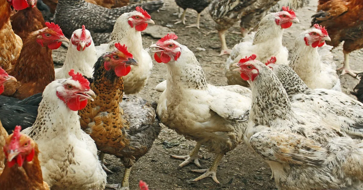 Domesticated animals like chickens used in permaculture.