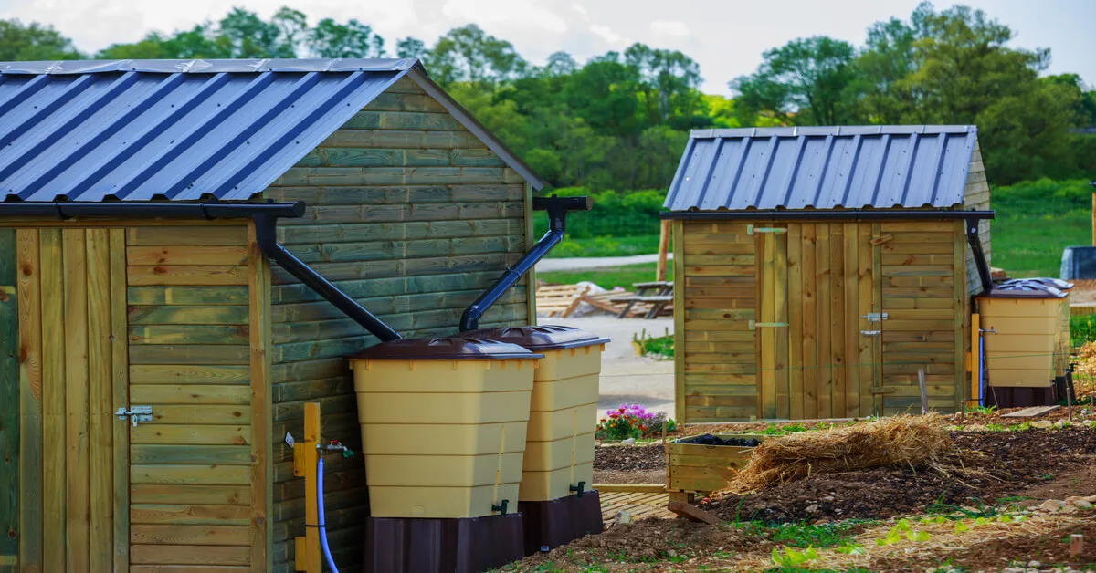 Rainwater harvesting off the roofs of two sheds.