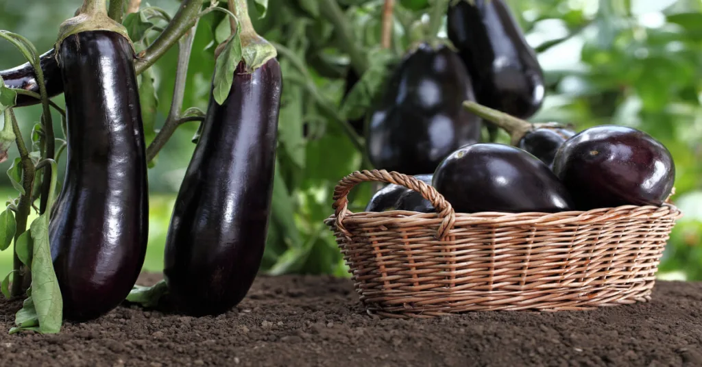 Harvesting ripe eggplants off plant and placing into wicker basket.
