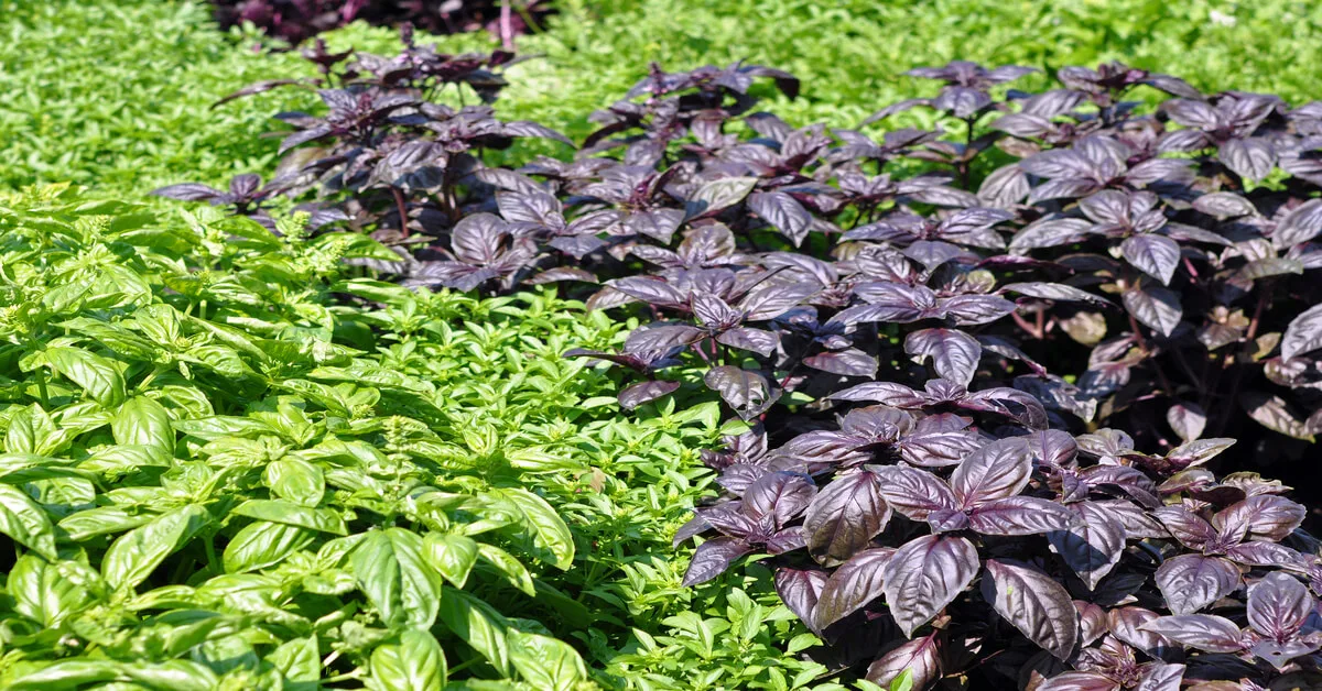 Types of basil, green and purple