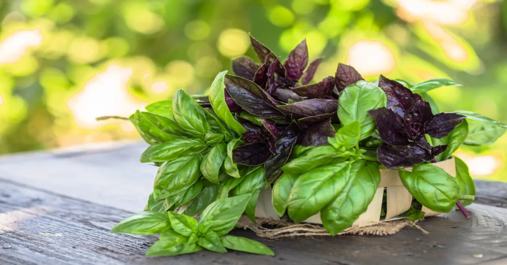 Basil herb in basket