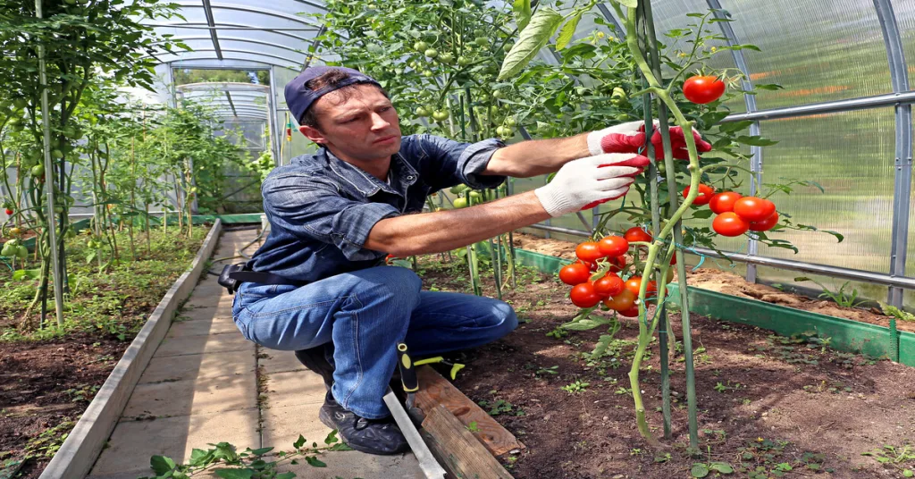 How to prune tomatoes for greatest yield.