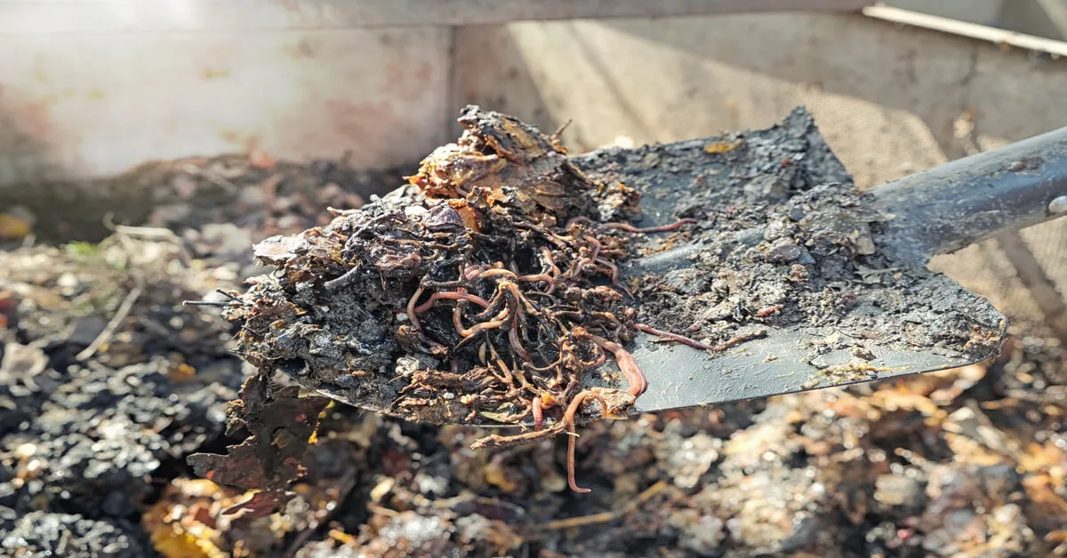 Vermicomposting with red worms.