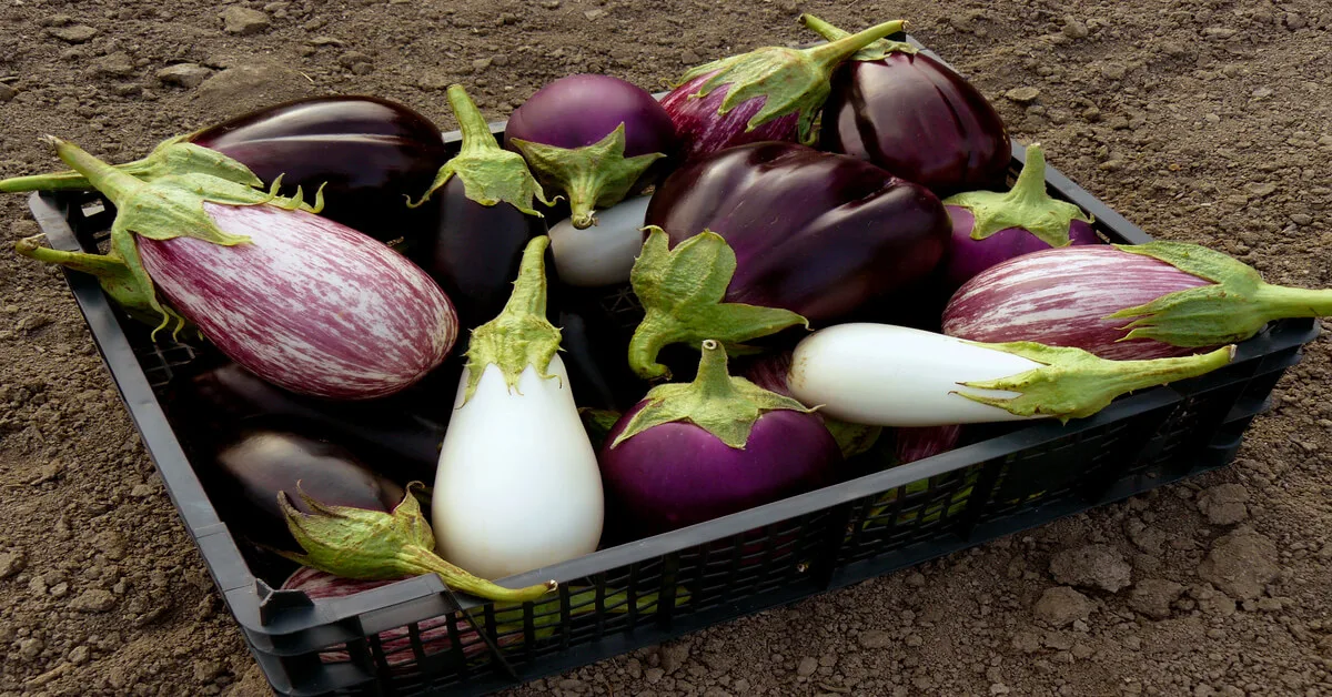 Different types of eggplants, white, purple and purple with white streaks.