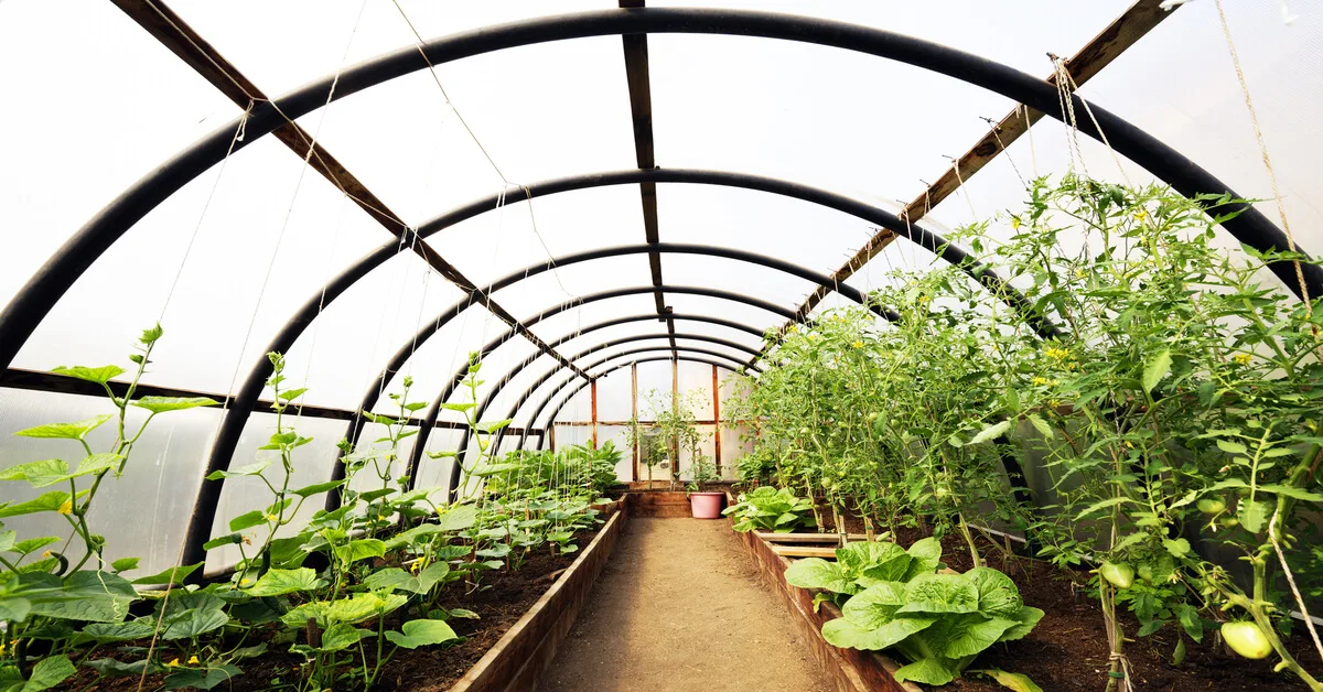 Greenhouse gardening tips on growing crops.