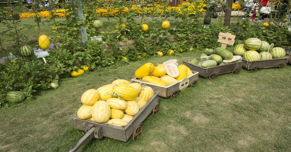 Yellow watermelon varieites in carts linked together in yard