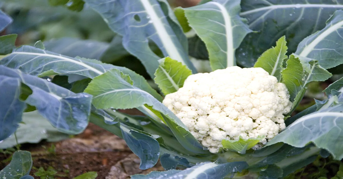 Cauliflower plant care