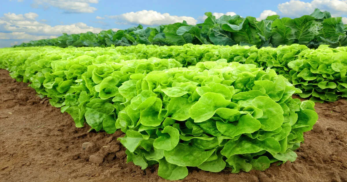 Lettuce plant care