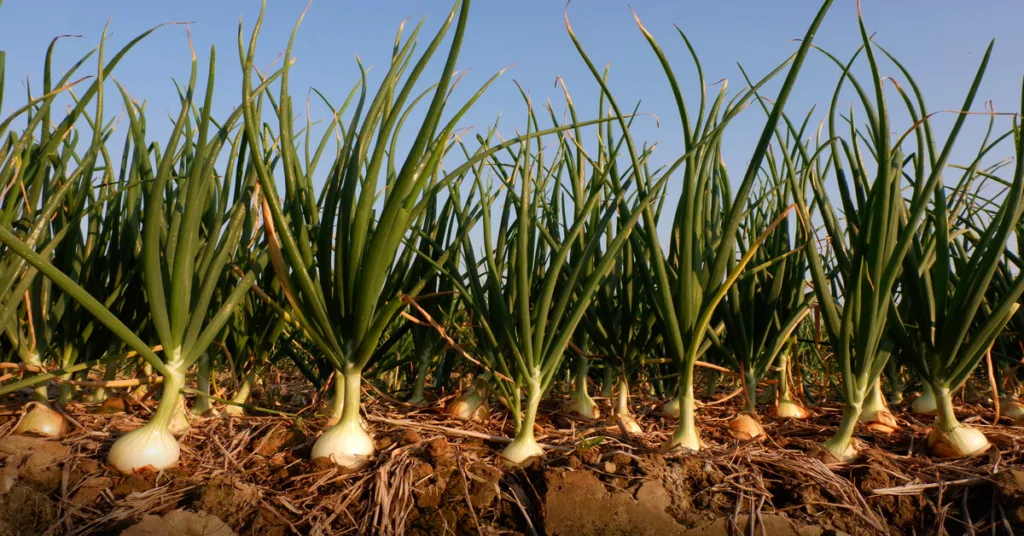 Onion plants growing in field